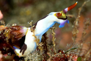 Nembrotha rutilans. by Mehmet Salih Bilal 
